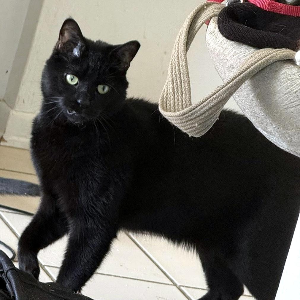 Enlarge Dream, a ADOPTABLE Domestic Short Hair in Pittsburgh, PA image 5/6