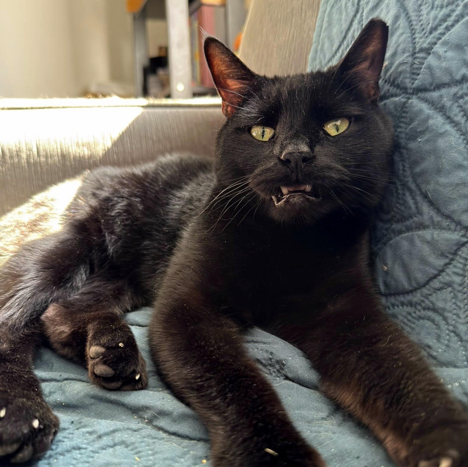 Dream, ADOPTABLE, Senior Male Domestic Short Hair.