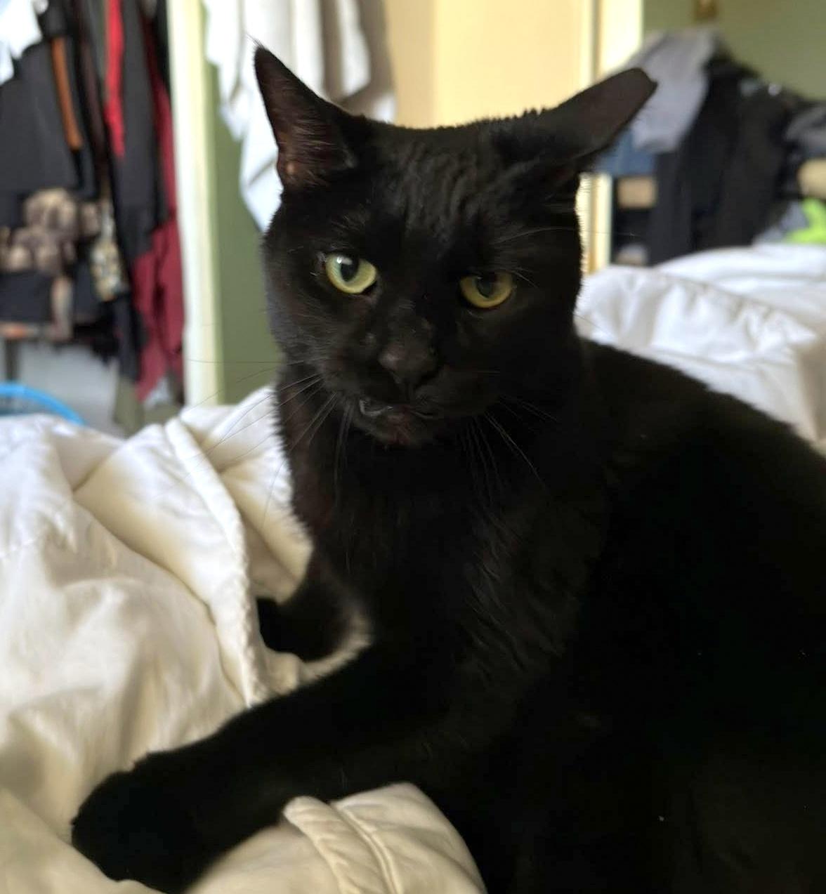 Enlarge Dream, a ADOPTABLE Domestic Short Hair in Pittsburgh, PA image 3/6