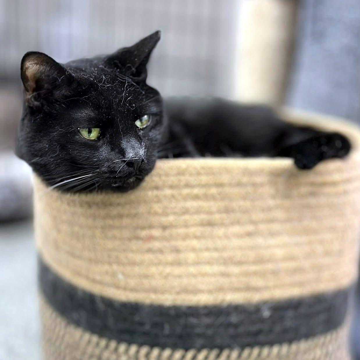 Enlarge Dream, a ADOPTABLE Domestic Short Hair in Pittsburgh, PA image 4/6
