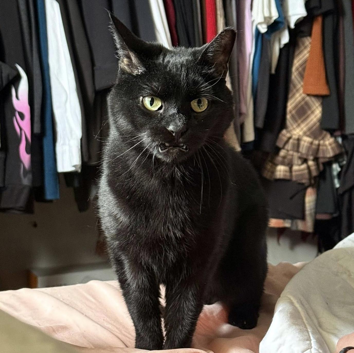 Enlarge Dream, a ADOPTABLE Domestic Short Hair in Pittsburgh, PA image 2/6