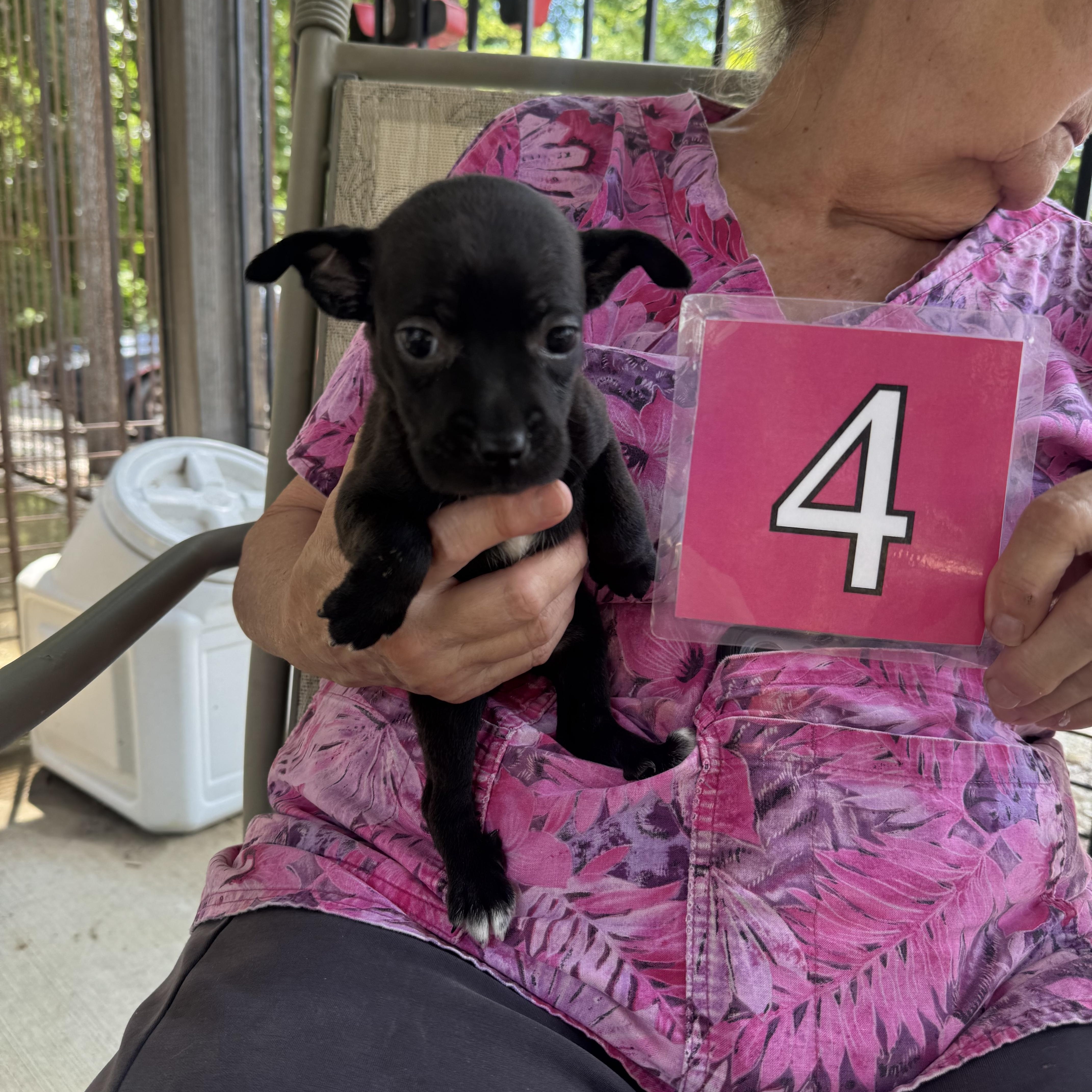 Birdie, adopted, Puppy Female Chihuahua.