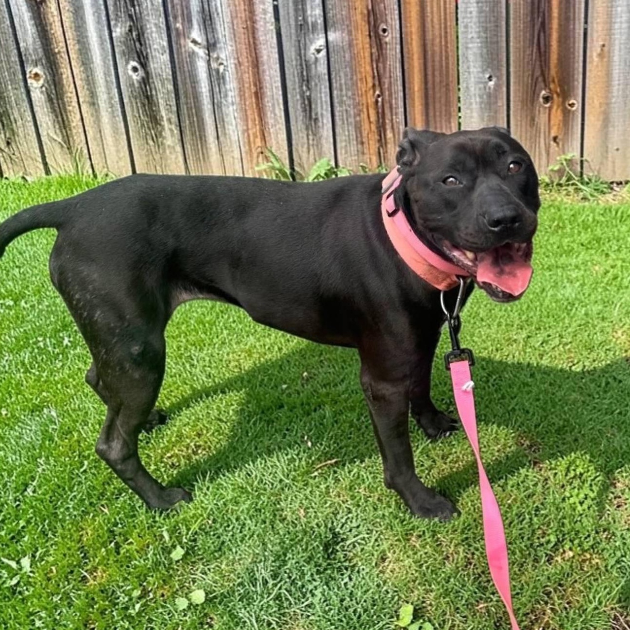 Enlarge Queen, a Adoptable mixed breed in Washington Township, OH image 1/4