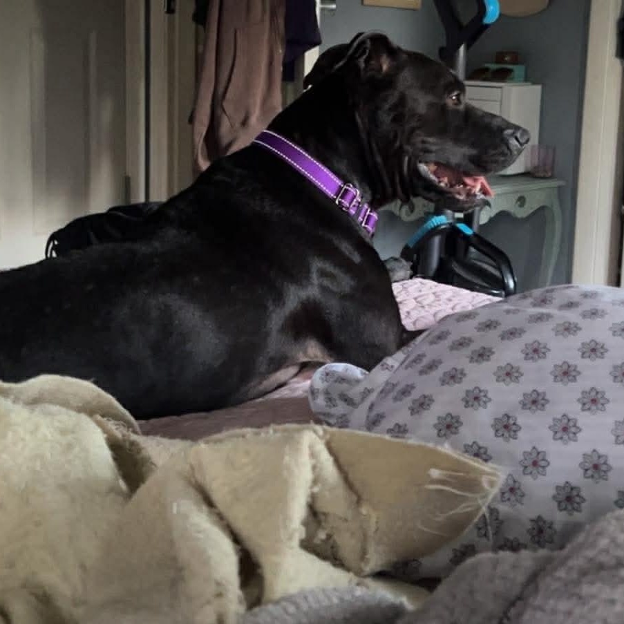 Enlarge Queen, a Adoptable mixed breed in Washington Township, OH image 3/4