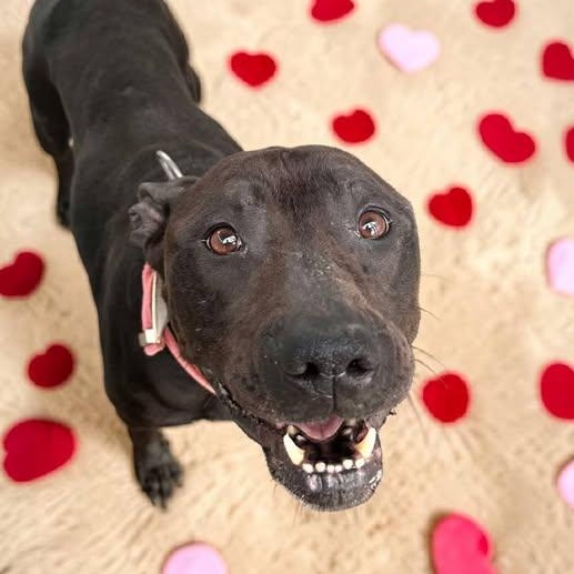 Enlarge Queen, a Adoptable mixed breed in Washington Township, OH image 2/4