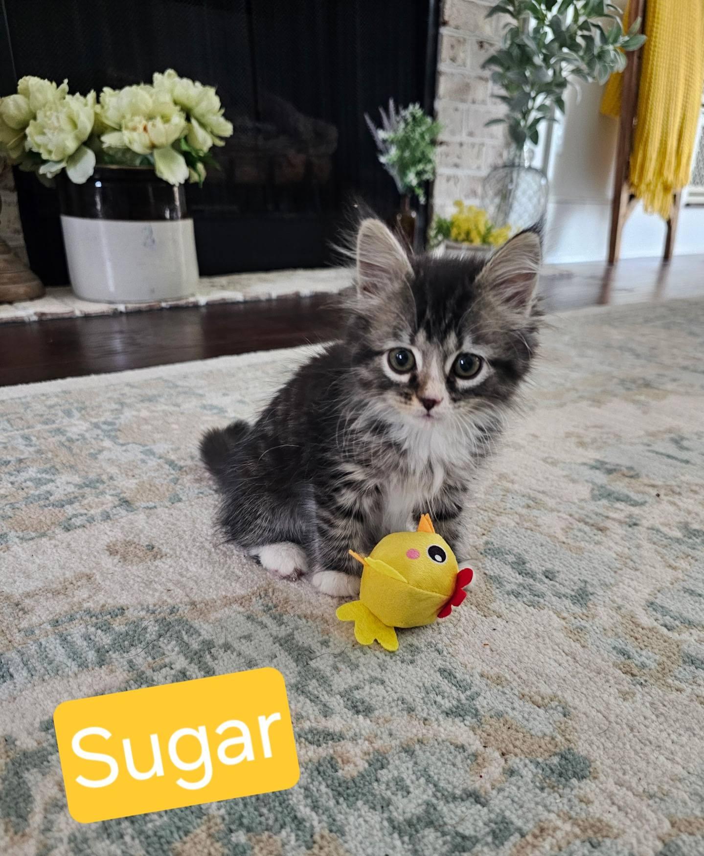 Sugar, adopted, Kitten Female Domestic Long Hair.