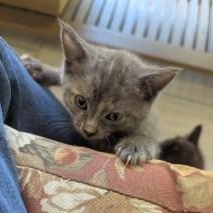 Meoweth, an adopted Domestic Short Hair in Annapolis, MD image 2/6
