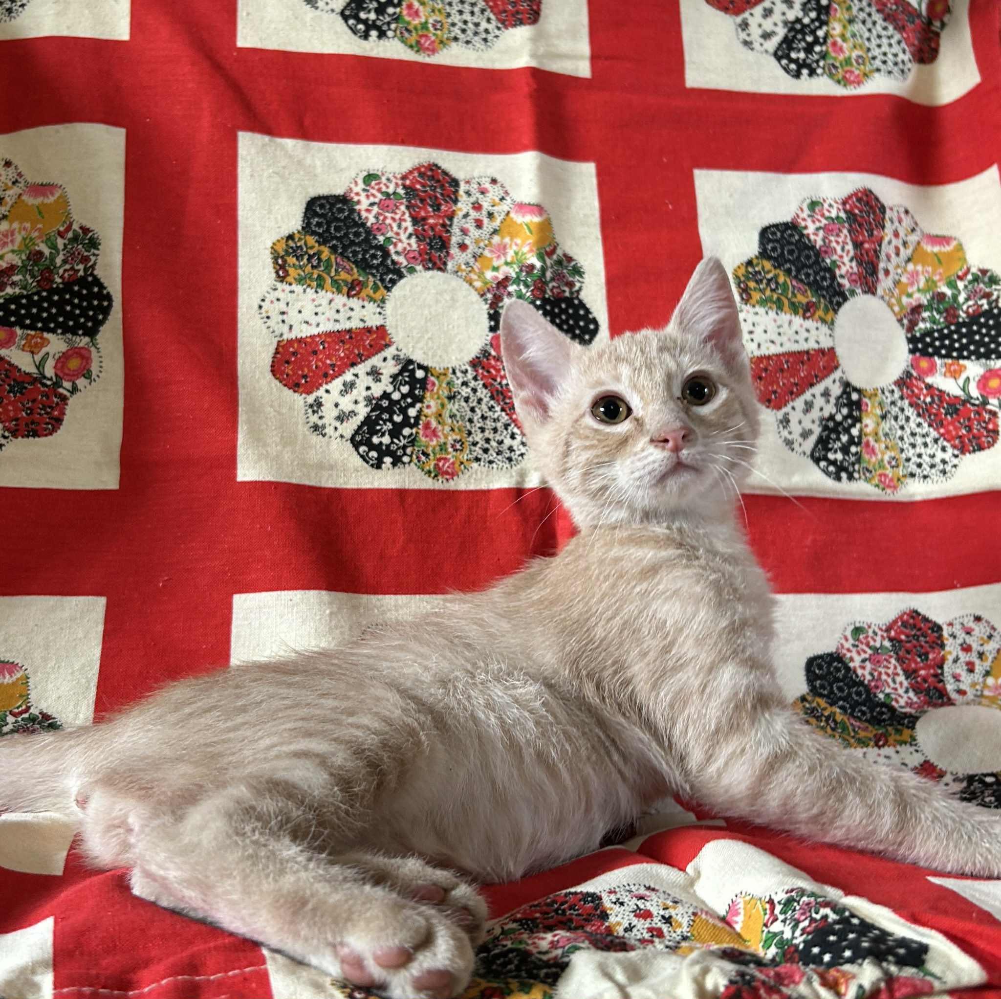 Enlarge Shadow, a Adoptable Domestic Short Hair in Jacksonville, TX image 1/1