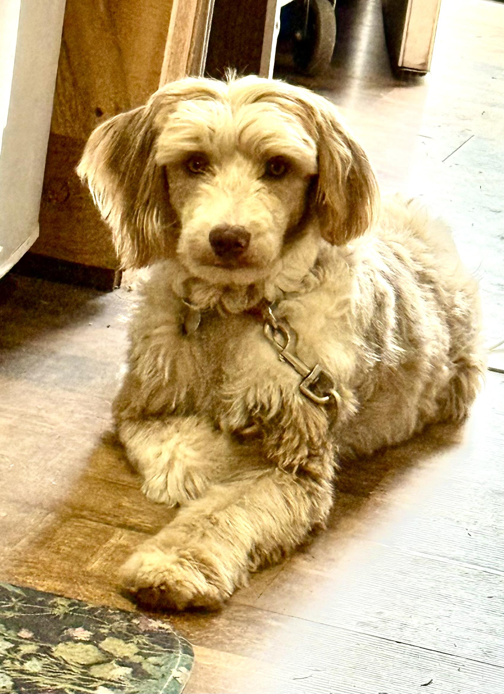 Ripple - local sweetheart Poodle mix aka Mini Aussiedoodle