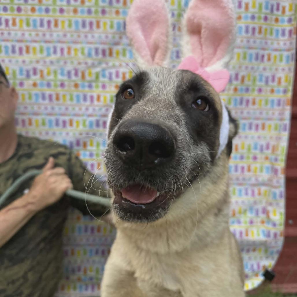 Valerie, a Adoptable mixed breed in Smithfield, NC image 4/4