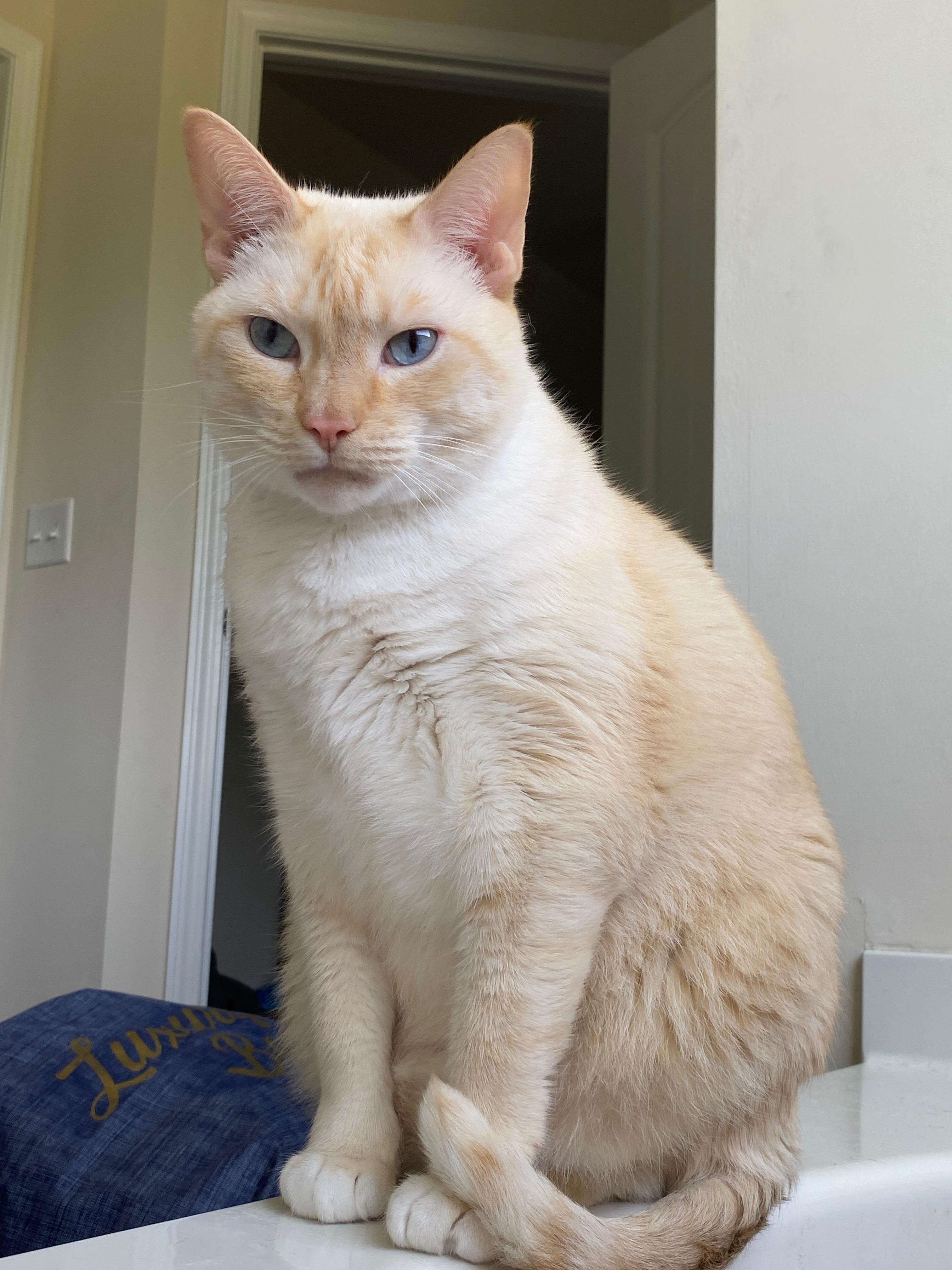 Noah and Allie, Adult Male Domestic Short Hair