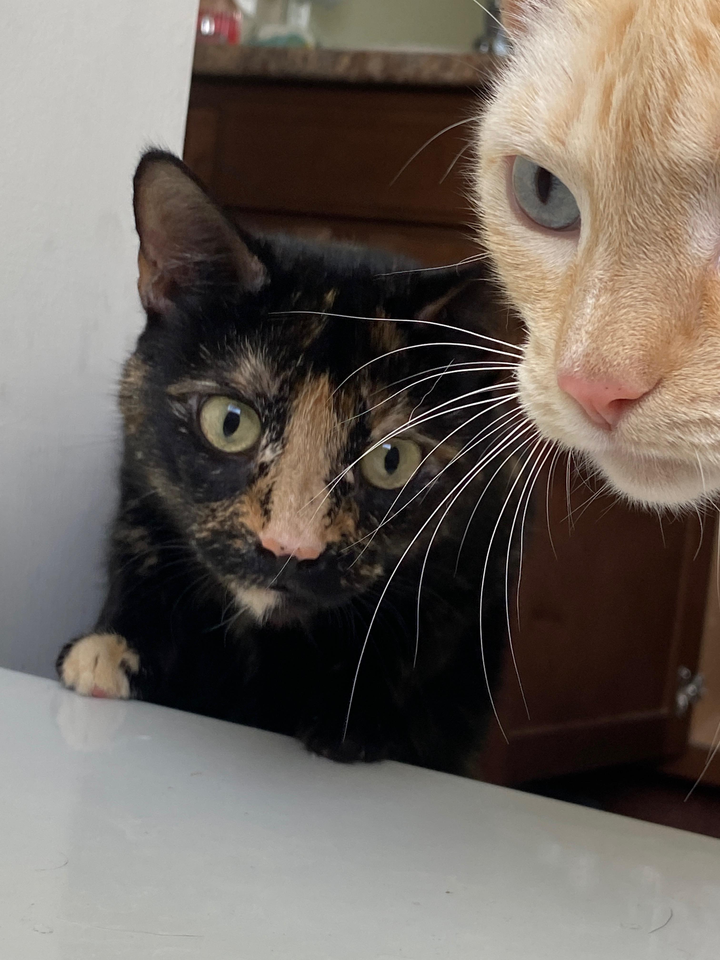 Enlarge Noah and Allie, a Adopted Domestic Short Hair in Stow , MA image 5/6