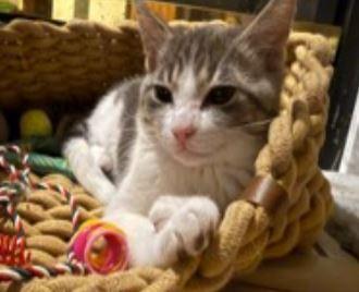Enlarge Leon, a Adoptable Domestic Short Hair in Keswick, ON image 1/1