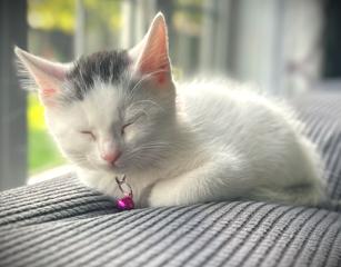 Enlarge LUNA, a ADOPTABLE Domestic Short Hair in Mankato, MN image 2/2