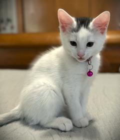 Enlarge LUNA, a ADOPTABLE Domestic Short Hair in Mankato, MN image 1/2