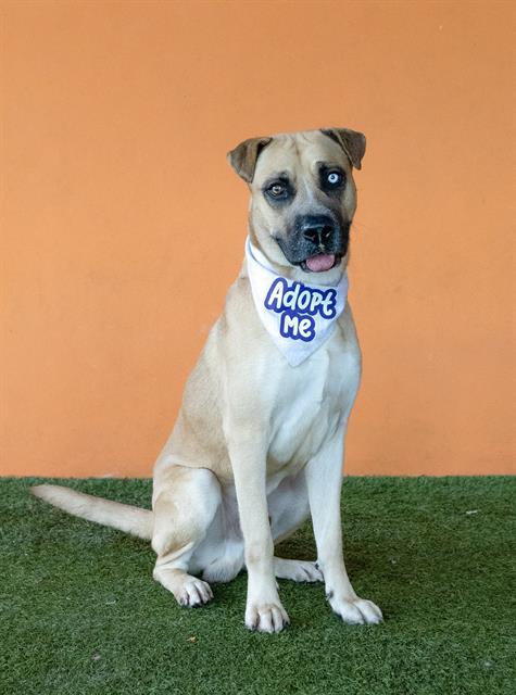 Enlarge PRESTO, a Adoptable mixed breed in Miami, FL image 1/2
