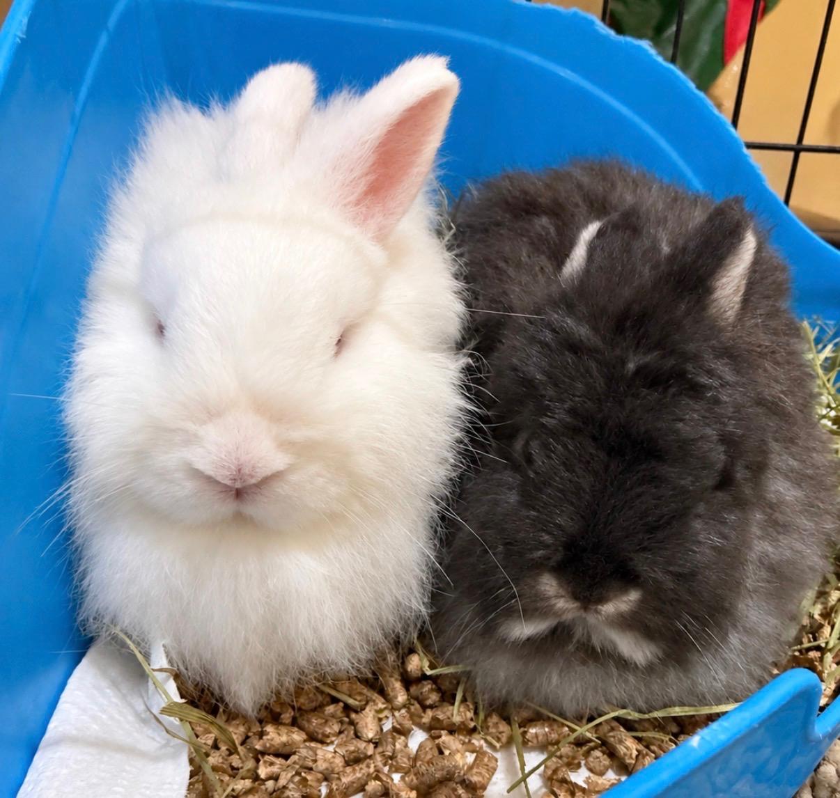 Enlarge Rosé & Asti, a Adoptable Jersey Wooly in Andover, CT image 3/5