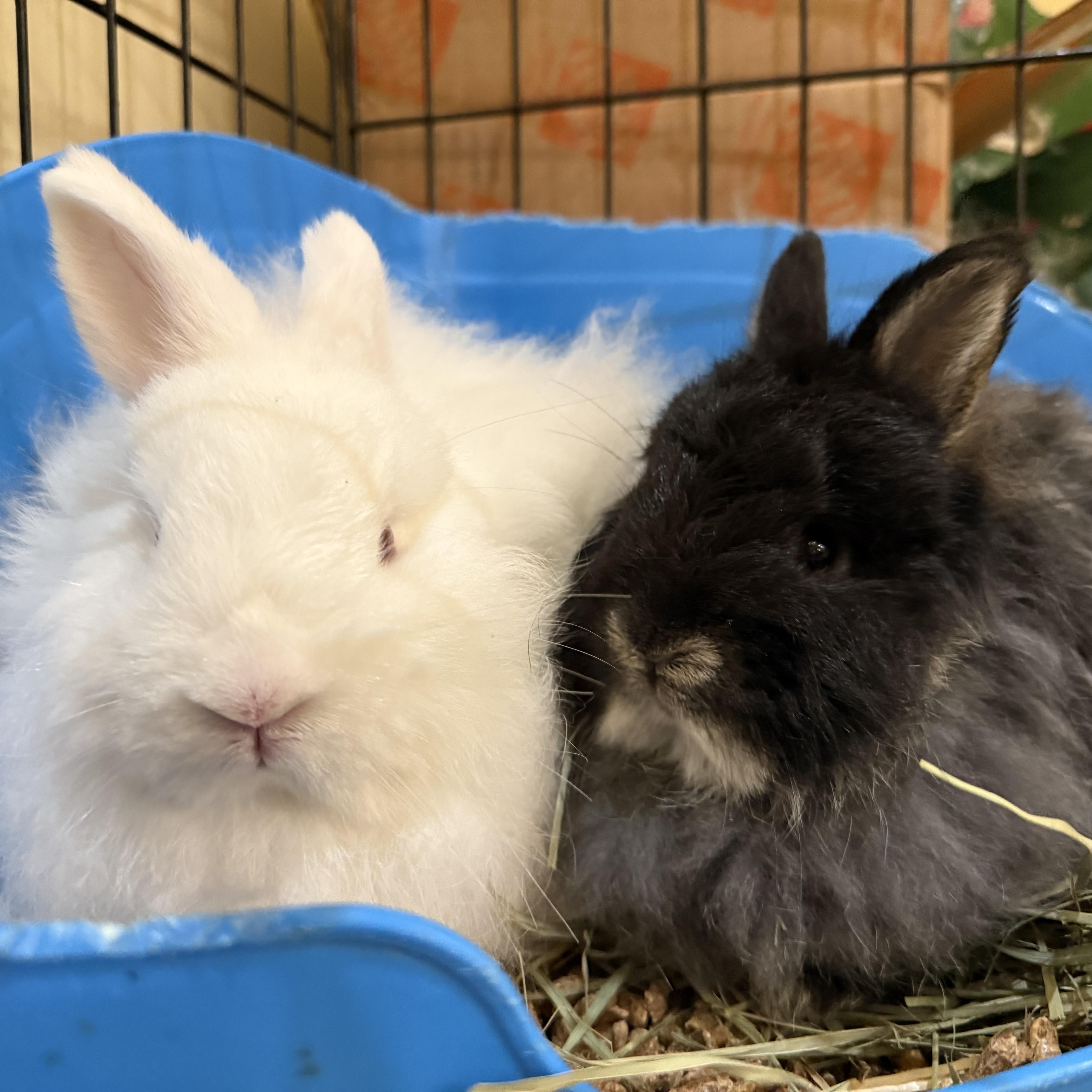 Enlarge Rosé & Asti, a Adoptable Jersey Wooly in Andover, CT image 2/5