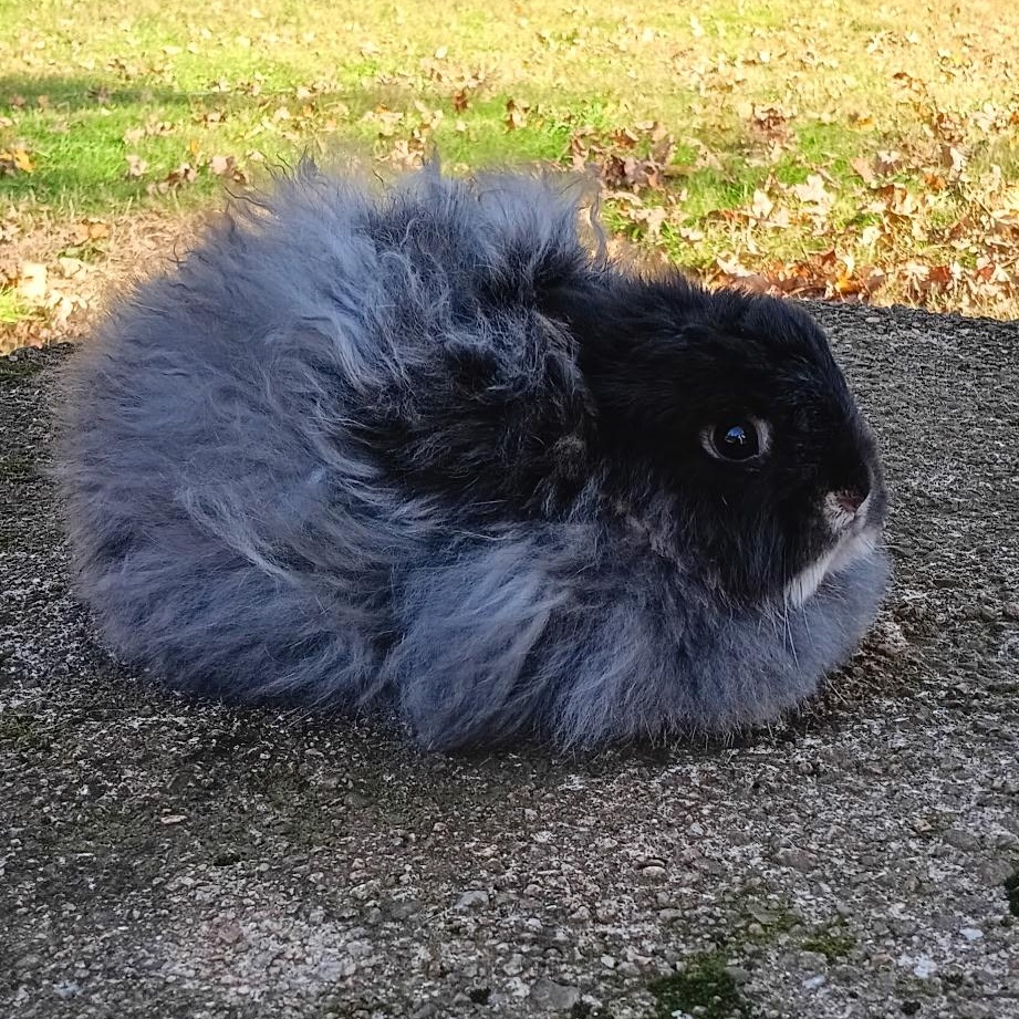 Enlarge Rosé & Asti, a Adoptable Jersey Wooly in Andover, CT image 5/5