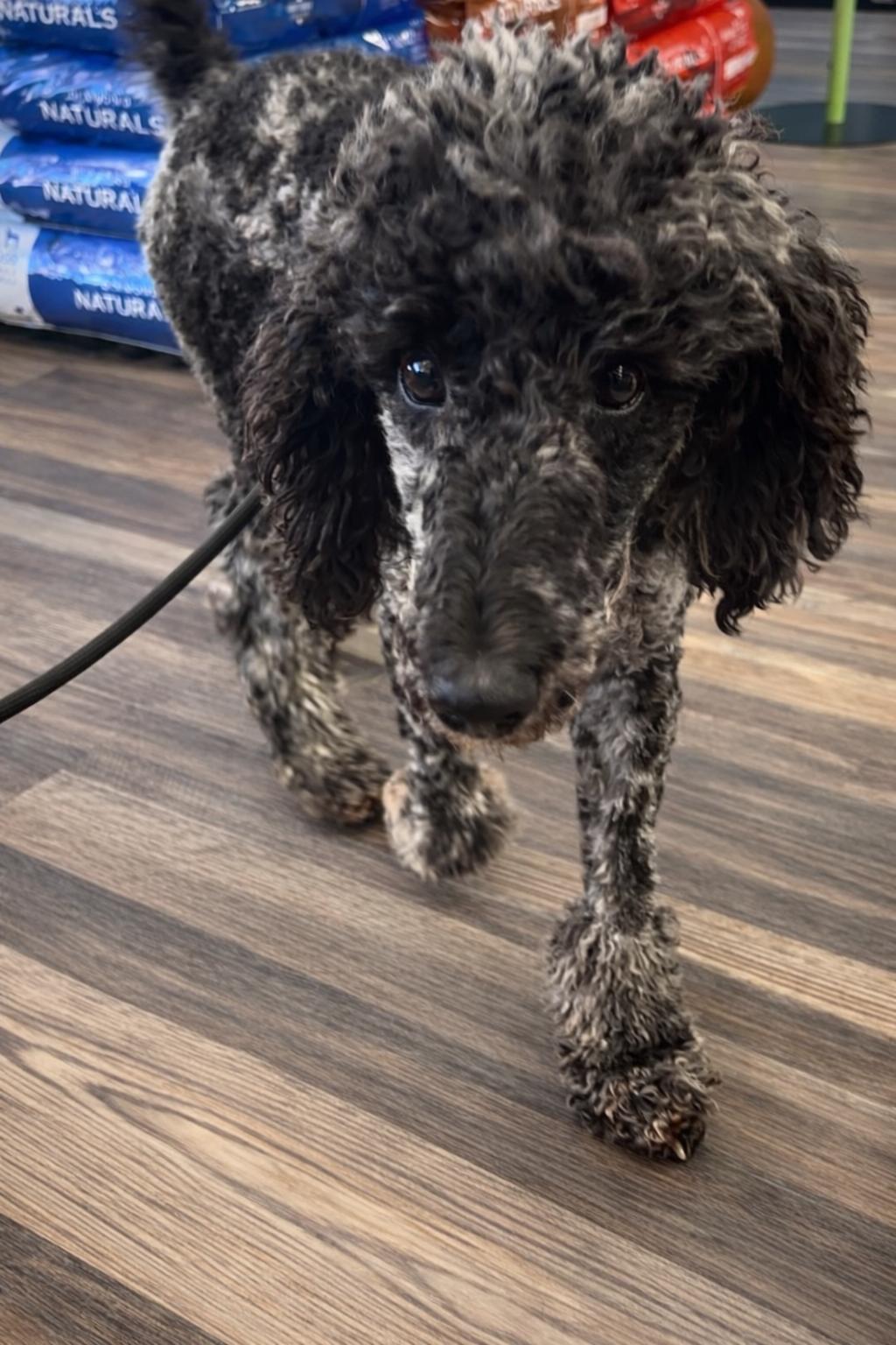 Nova, a ADOPTABLE Standard Poodle in Valley Center, KS image 6/6