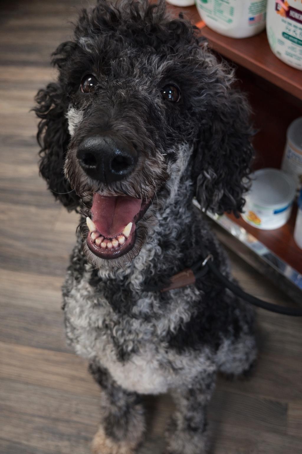 Nova, a ADOPTABLE Standard Poodle in Valley Center, KS image 1/6