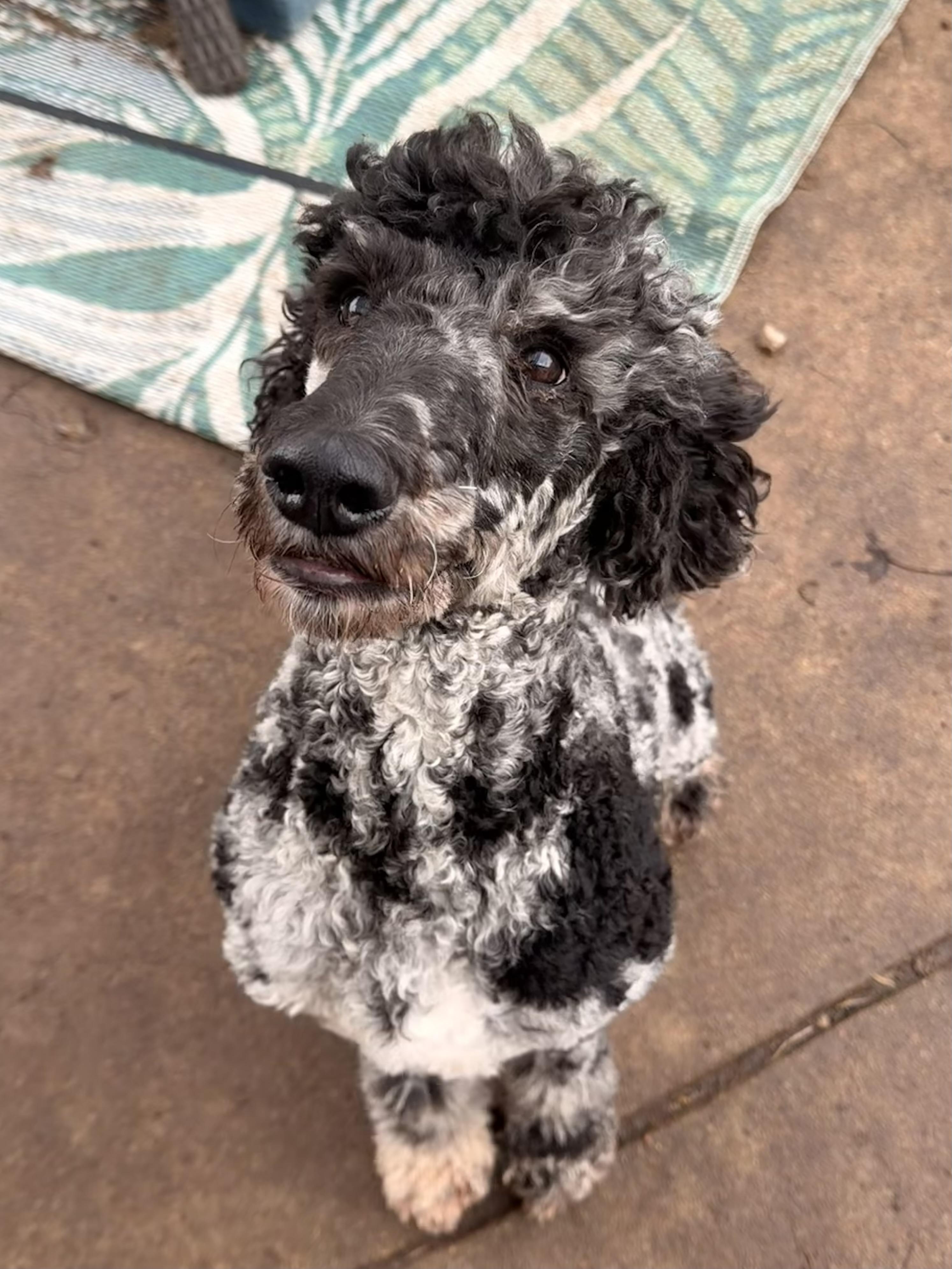 Nova, a ADOPTABLE Standard Poodle in Valley Center, KS image 4/6