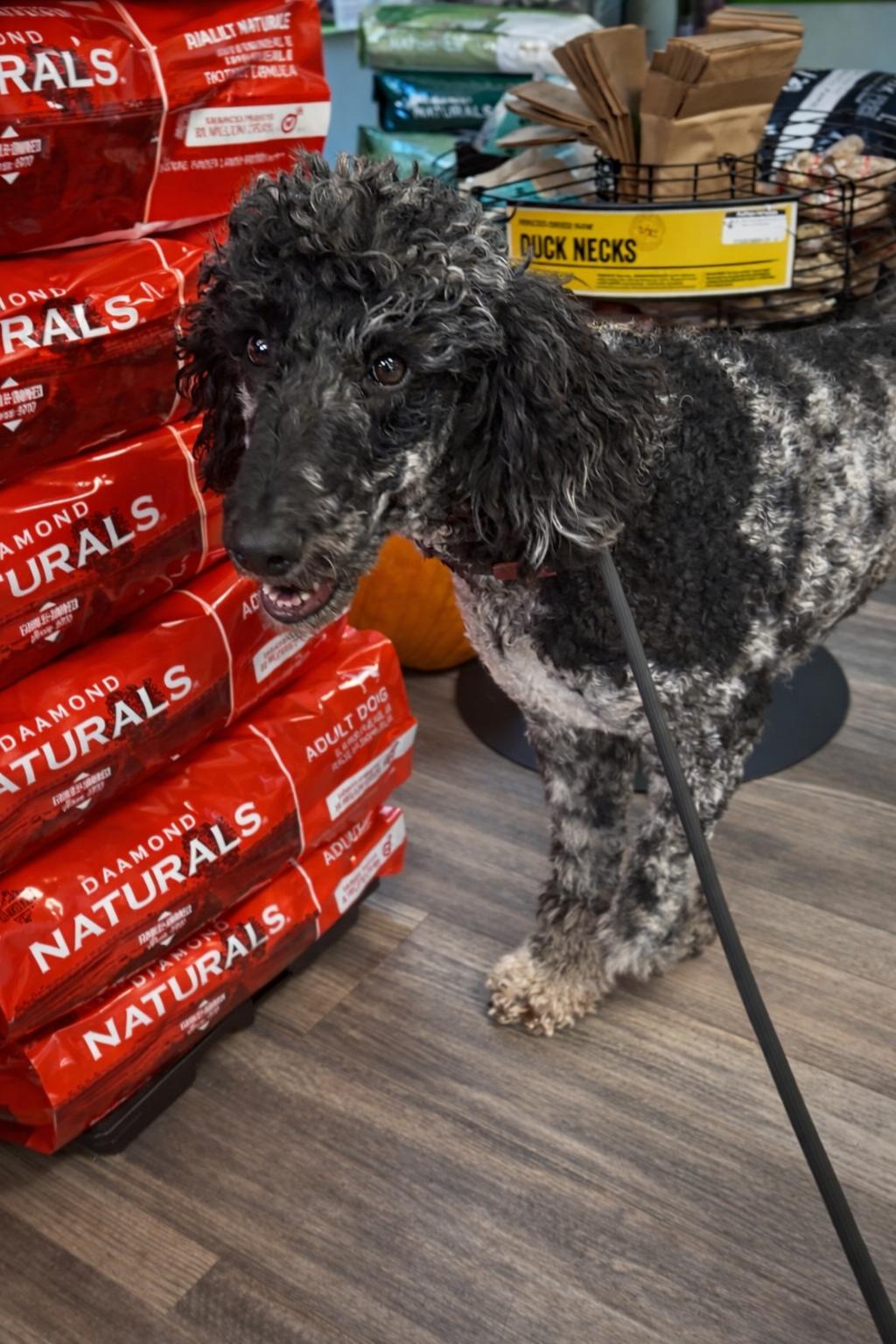 Nova, a ADOPTABLE Standard Poodle in Valley Center, KS image 2/6