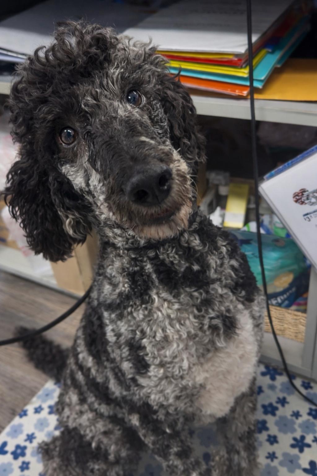 Nova, a ADOPTABLE Standard Poodle in Valley Center, KS image 3/6