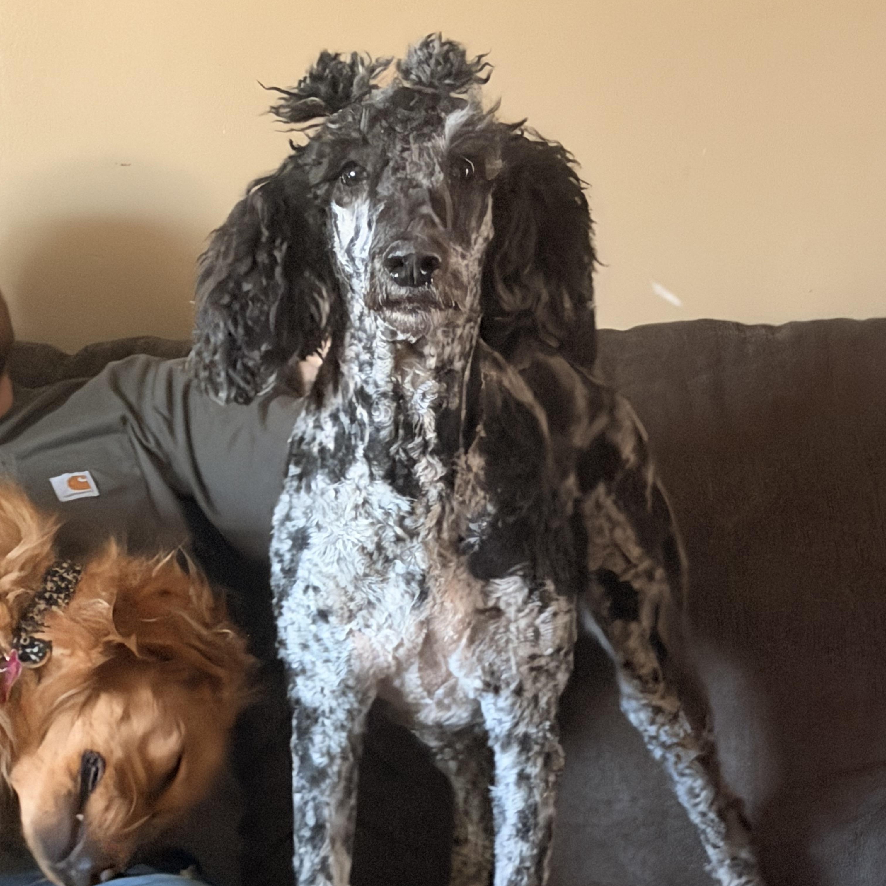 Nova, a ADOPTABLE Standard Poodle in Valley Center, KS image 5/6