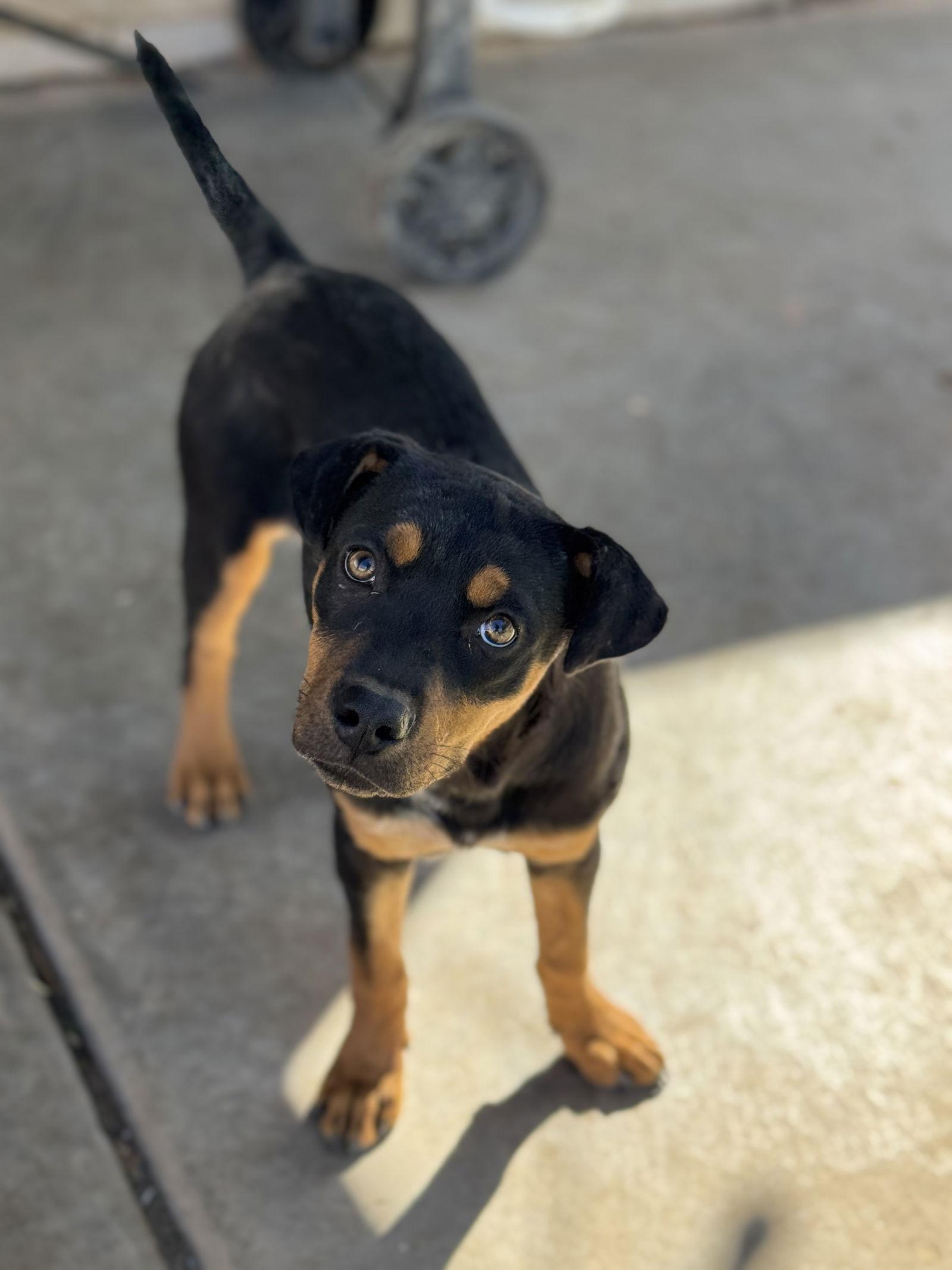 Rain, Adopted, Puppy Female Catahoula Leopard Dog & Black Mouth Cur.