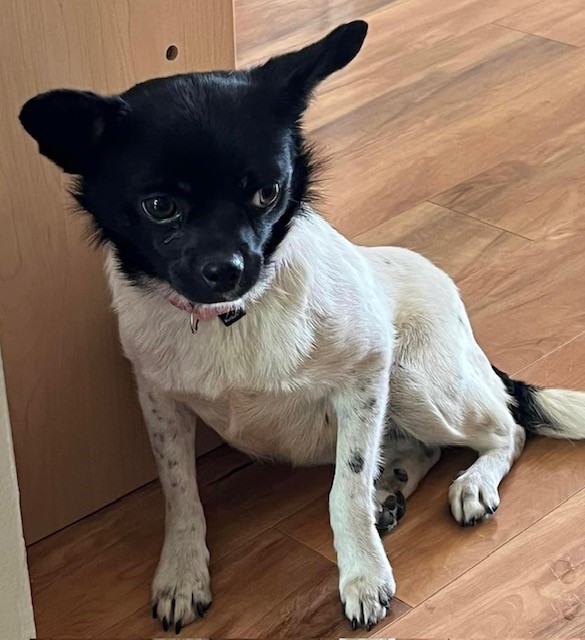 Dog for adoption Selene, a Chihuahua in Parma Heights, OH Petfinder