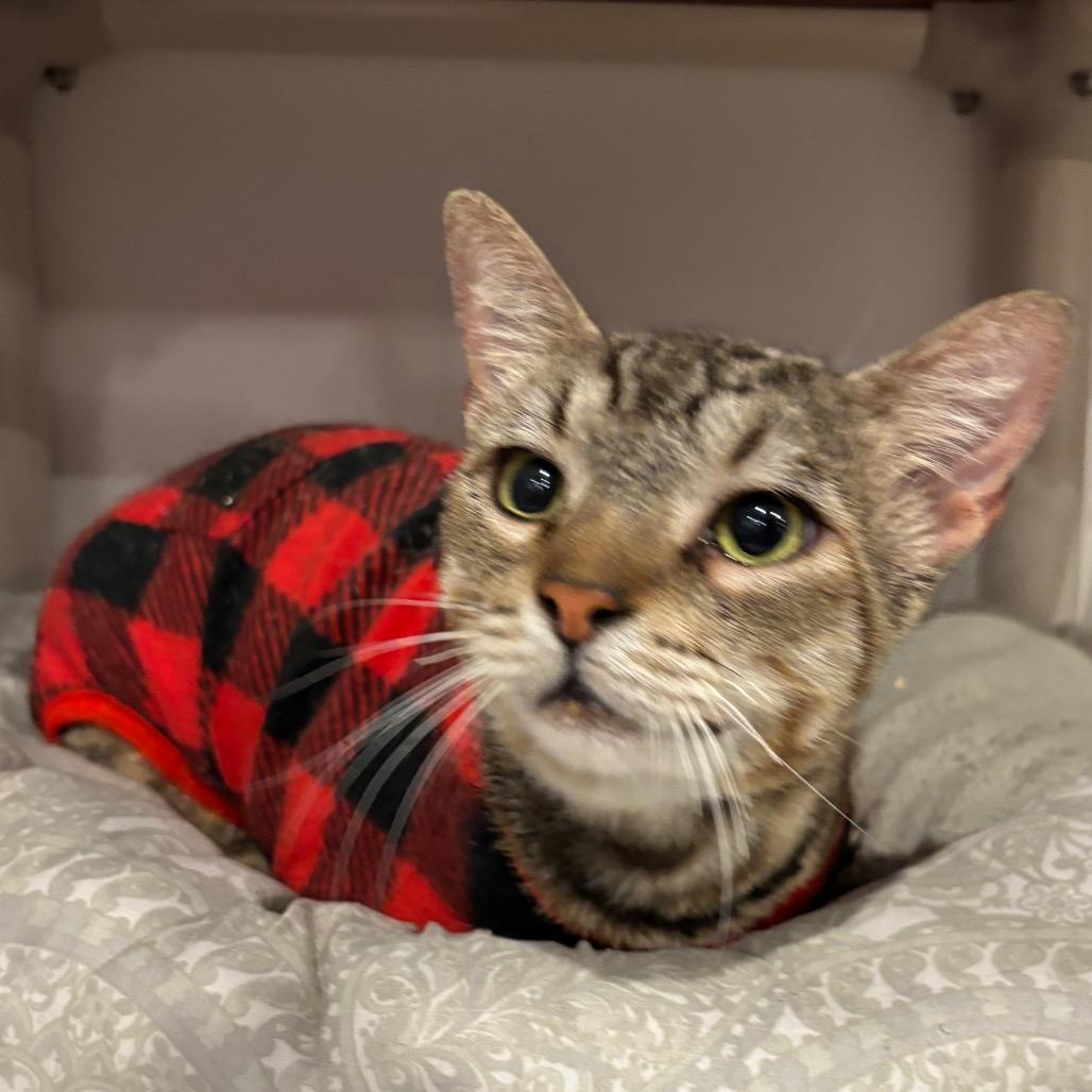 Tex*, Adoptable, Adult Male Domestic Short Hair.