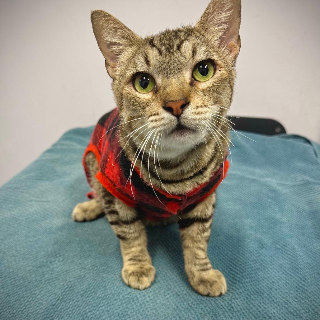 Enlarge Tex*, a Adoptable Domestic Short Hair in San Gabriel, CA image 2/6