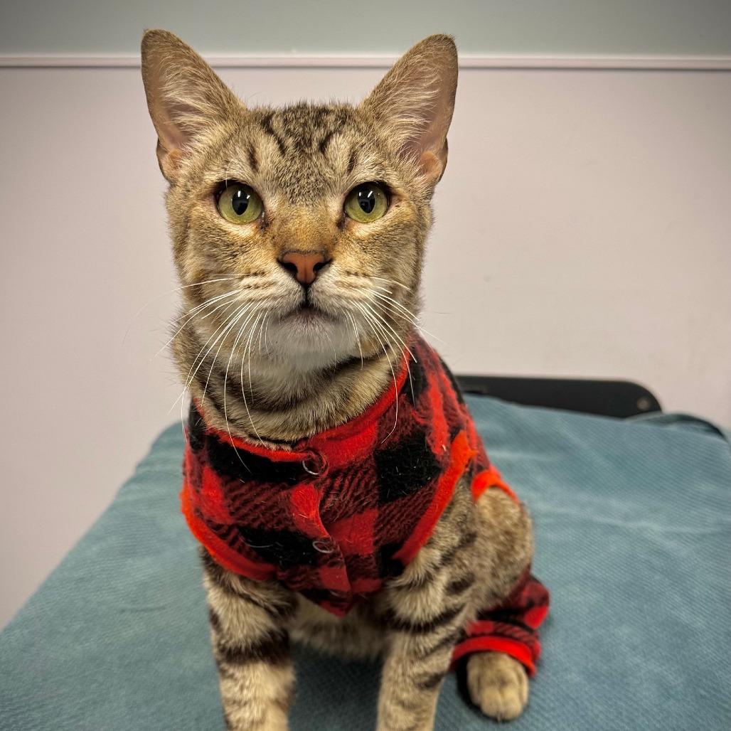 Enlarge Tex*, a Adoptable Domestic Short Hair in San Gabriel, CA image 3/6