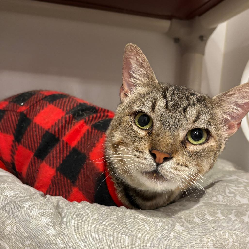 Enlarge Tex*, a Adoptable Domestic Short Hair in San Gabriel, CA image 4/6