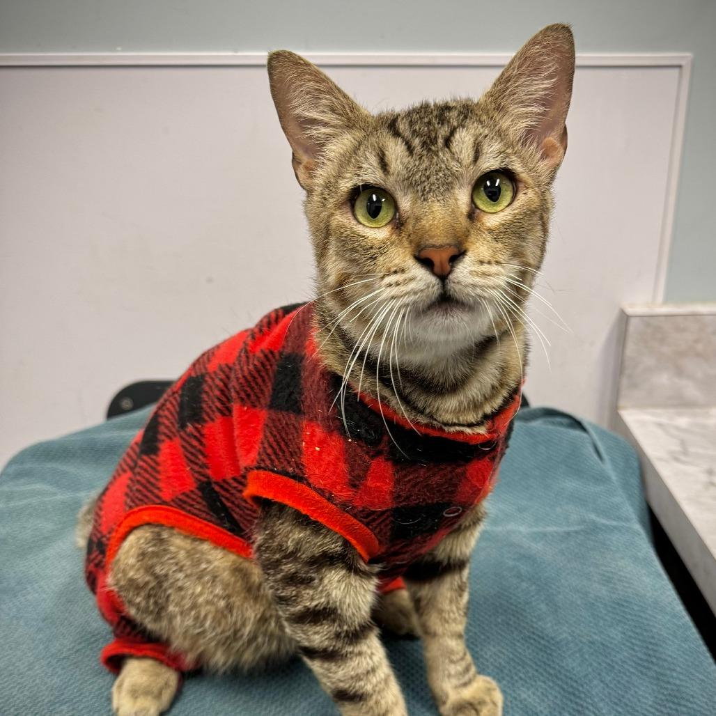 Enlarge Tex*, a Adoptable Domestic Short Hair in San Gabriel, CA image 5/6