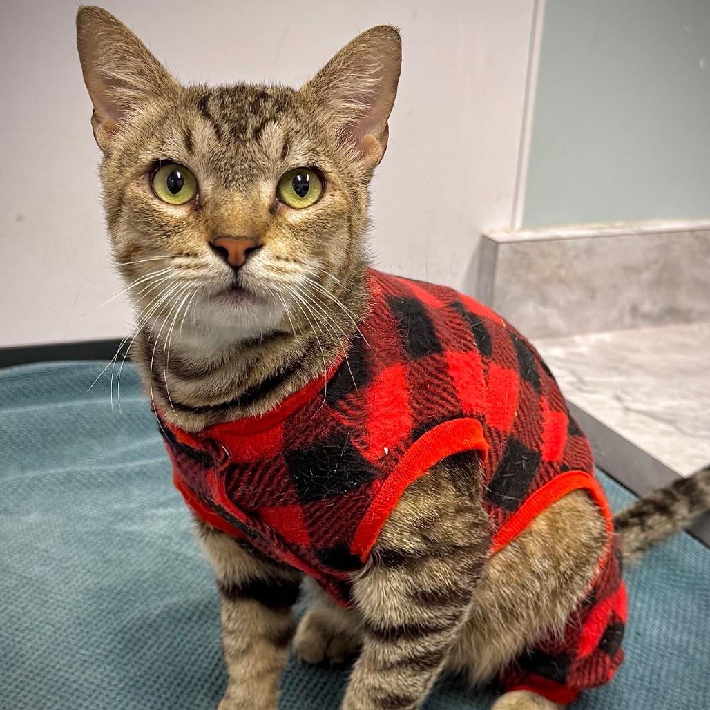 Enlarge Tex*, a Adoptable Domestic Short Hair in San Gabriel, CA image 6/6