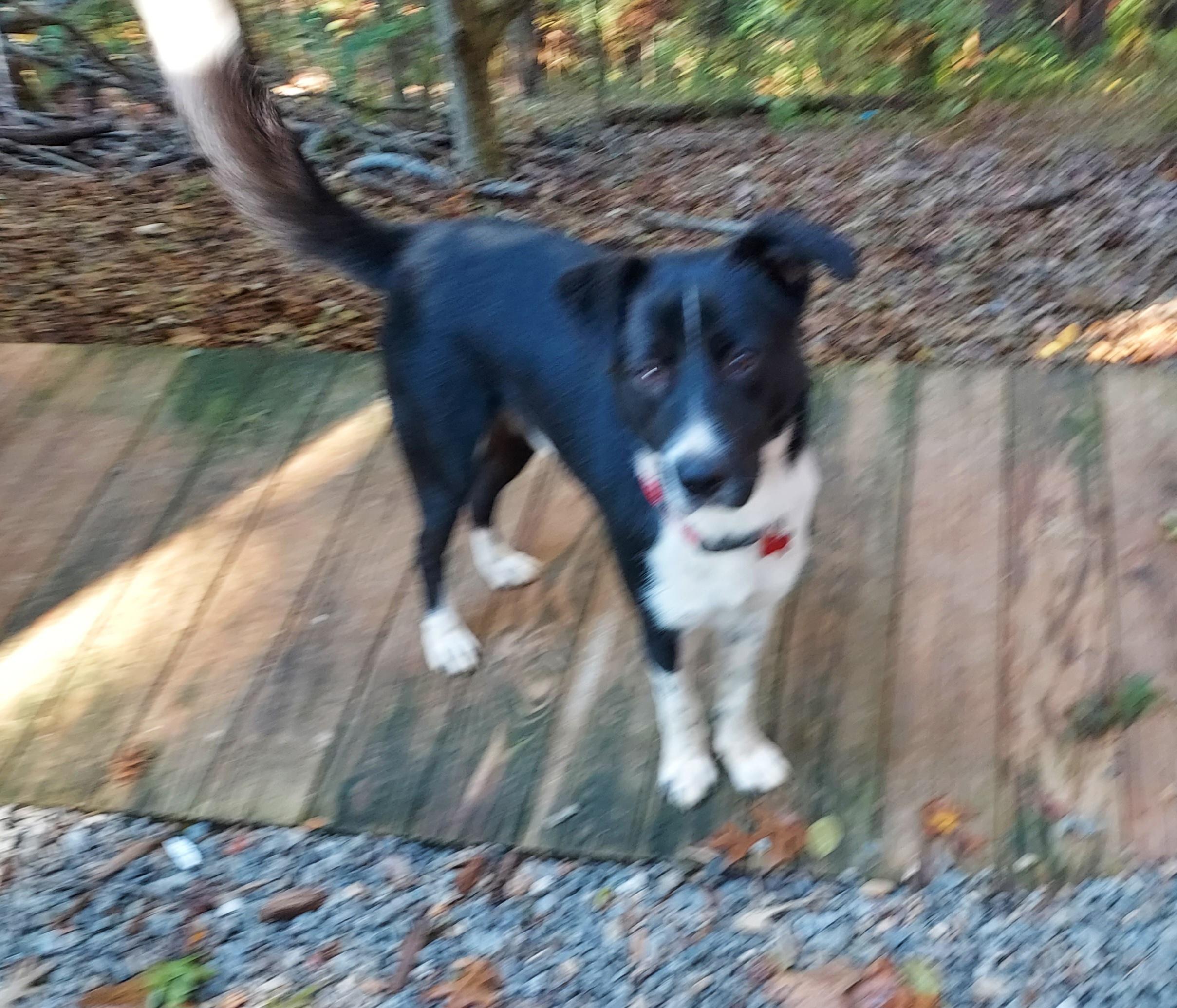 Freddie Mercury, ADOPTABLE, Adult Male Border Collie & Labrador Retriever.
