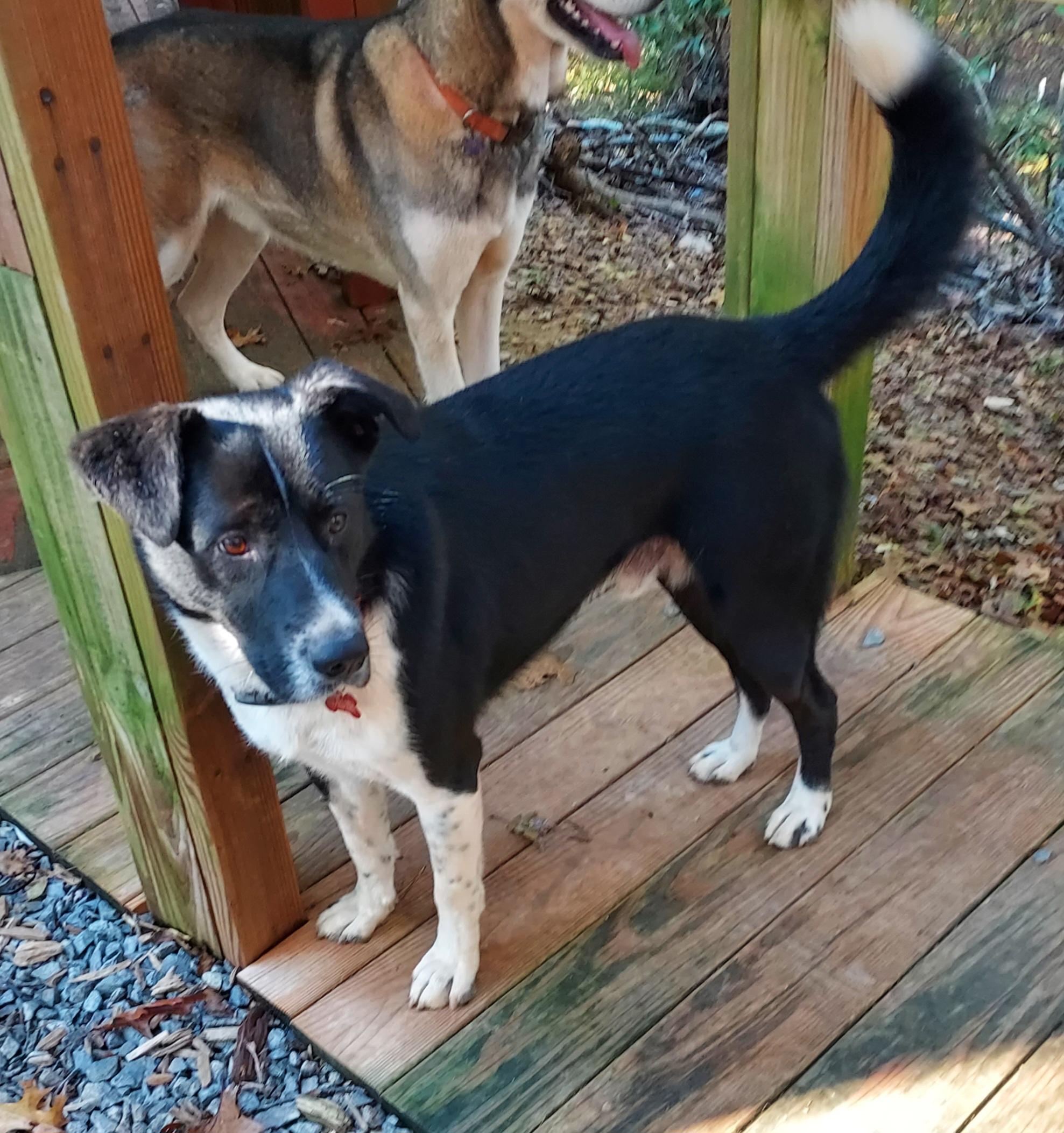 Enlarge Freddie Mercury, a ADOPTABLE mixed breed in Ellijay, GA image 1/6