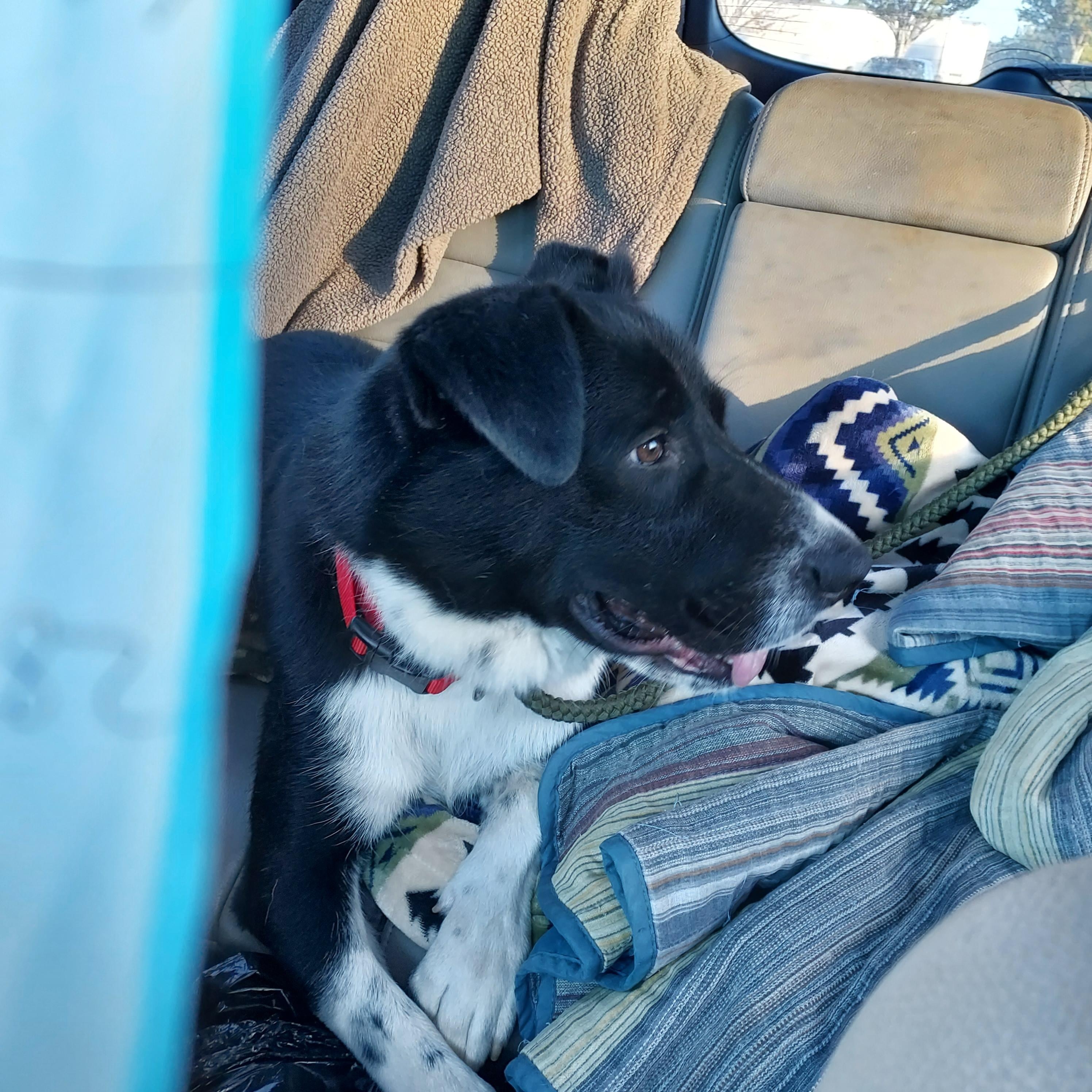 Enlarge Freddie Mercury, a ADOPTABLE mixed breed in Ellijay, GA image 5/6