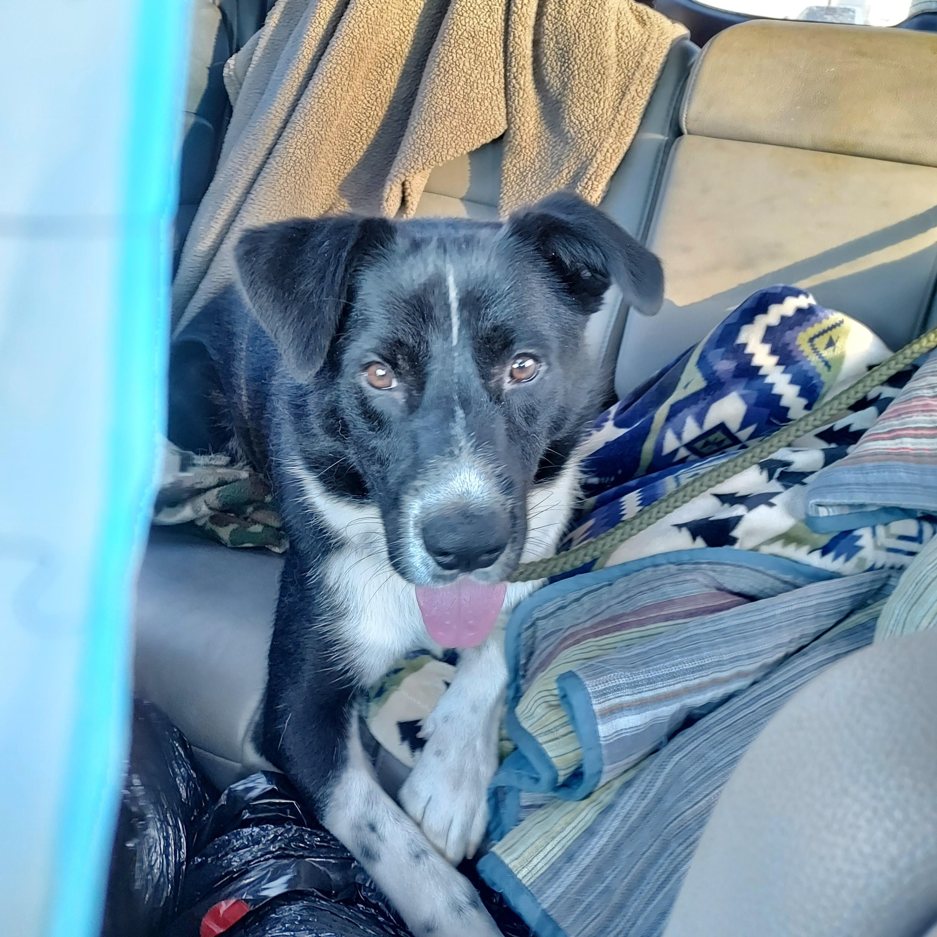 Enlarge Freddie Mercury, a ADOPTABLE mixed breed in Ellijay, GA image 2/6