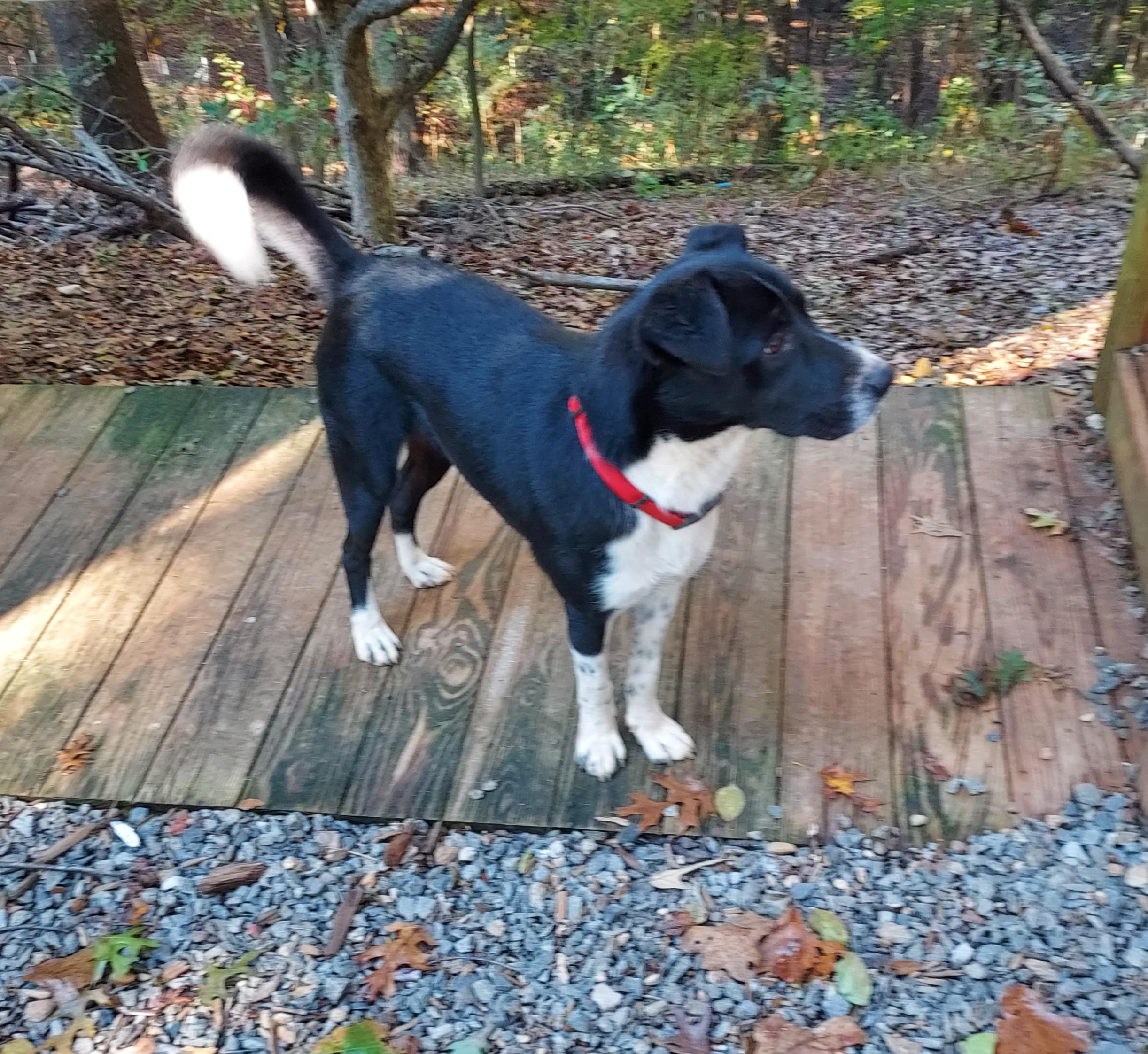Enlarge Freddie Mercury, a ADOPTABLE mixed breed in Ellijay, GA image 4/6