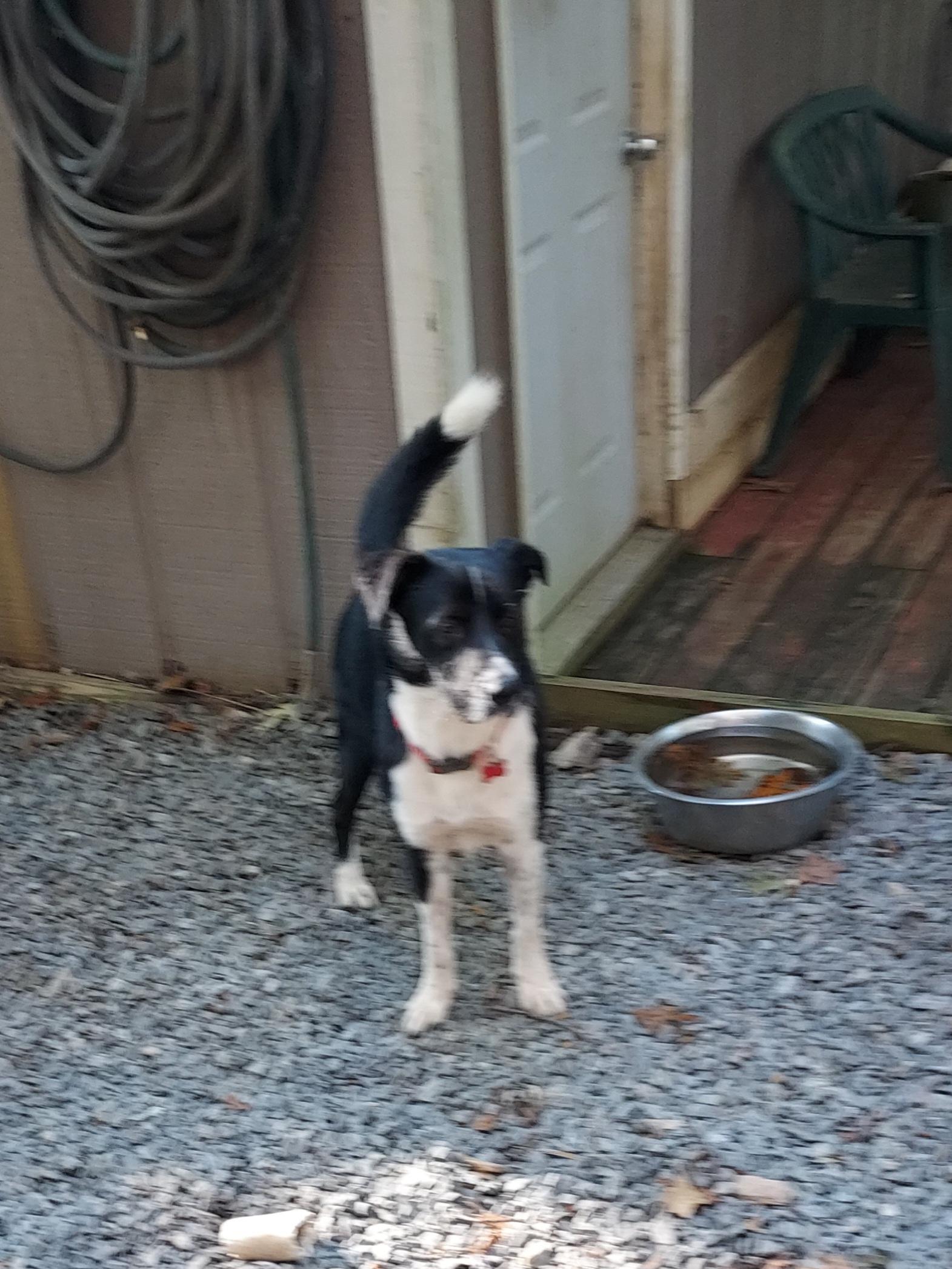 Enlarge Freddie Mercury, a ADOPTABLE mixed breed in Ellijay, GA image 6/6