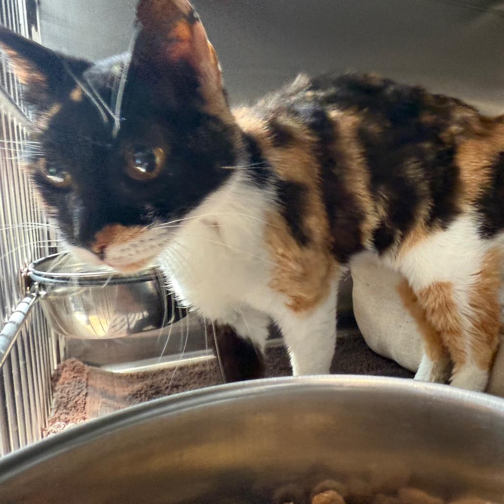 Enlarge Aspen, a Adoptable Domestic Short Hair in Cedaredge, CO image 1/6