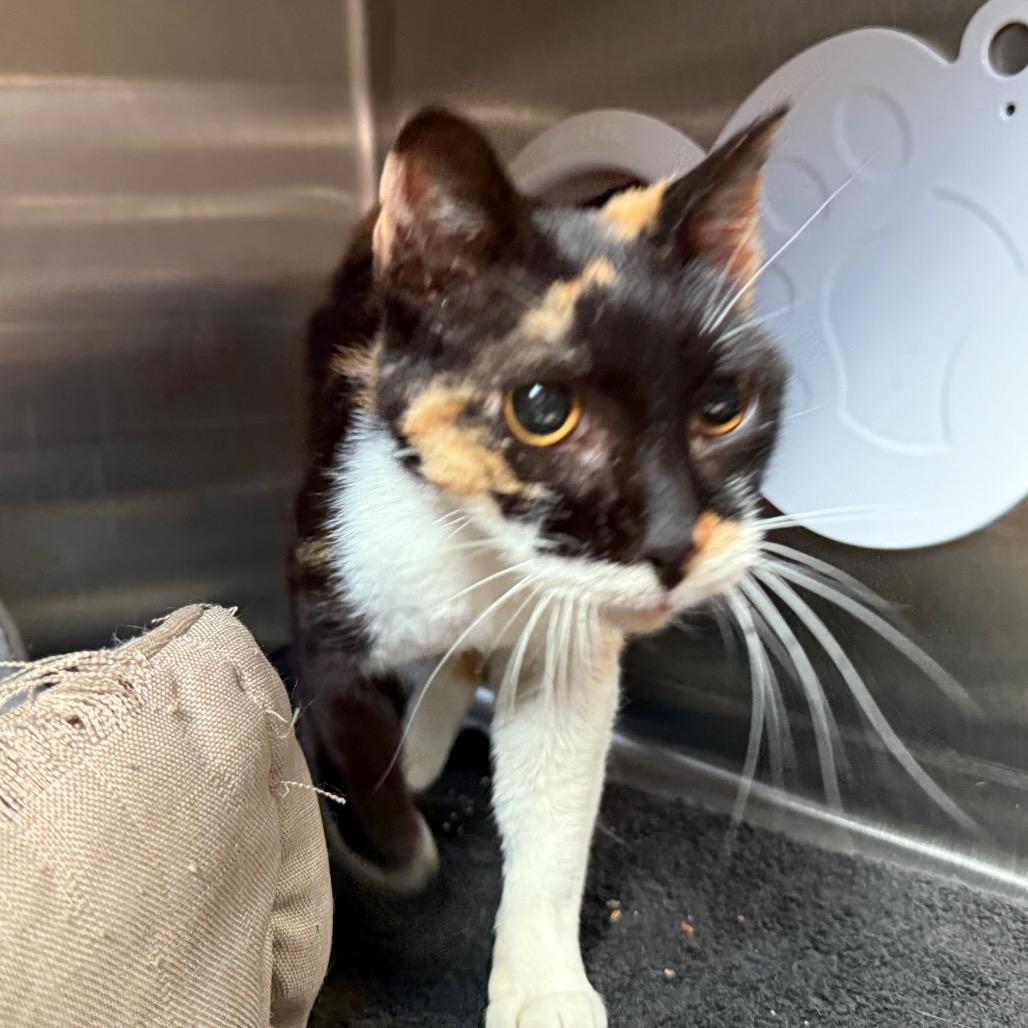 Enlarge Aspen, a Adoptable Domestic Short Hair in Cedaredge, CO image 2/6