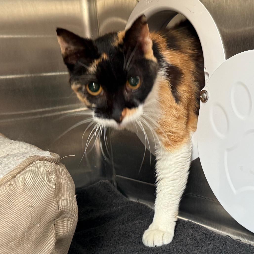 Enlarge Aspen, a Adoptable Domestic Short Hair in Cedaredge, CO image 3/6
