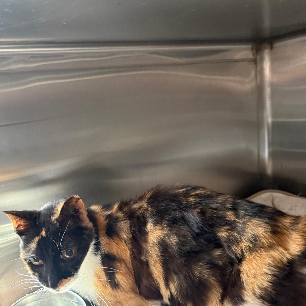 Enlarge Aspen, a Adoptable Domestic Short Hair in Cedaredge, CO image 4/6