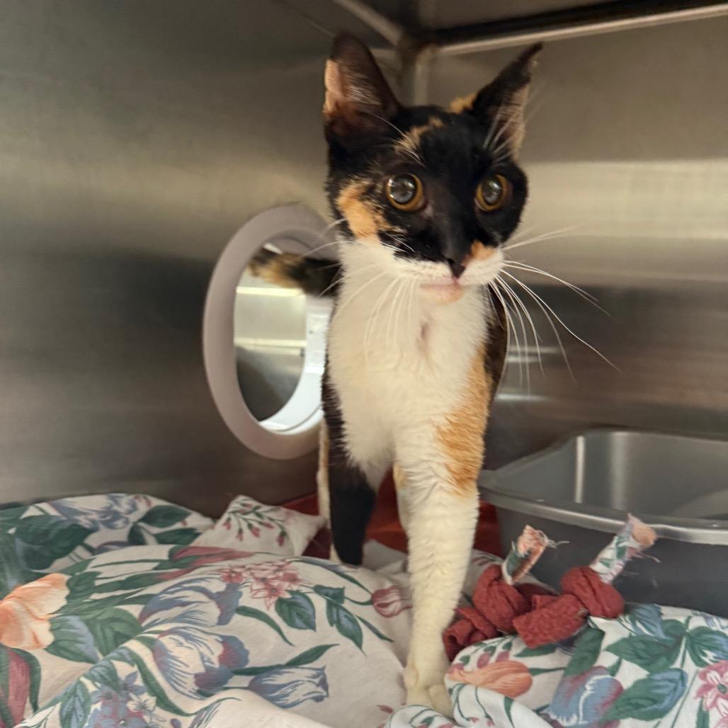 Enlarge Aspen, a Adoptable Domestic Short Hair in Cedaredge, CO image 5/6