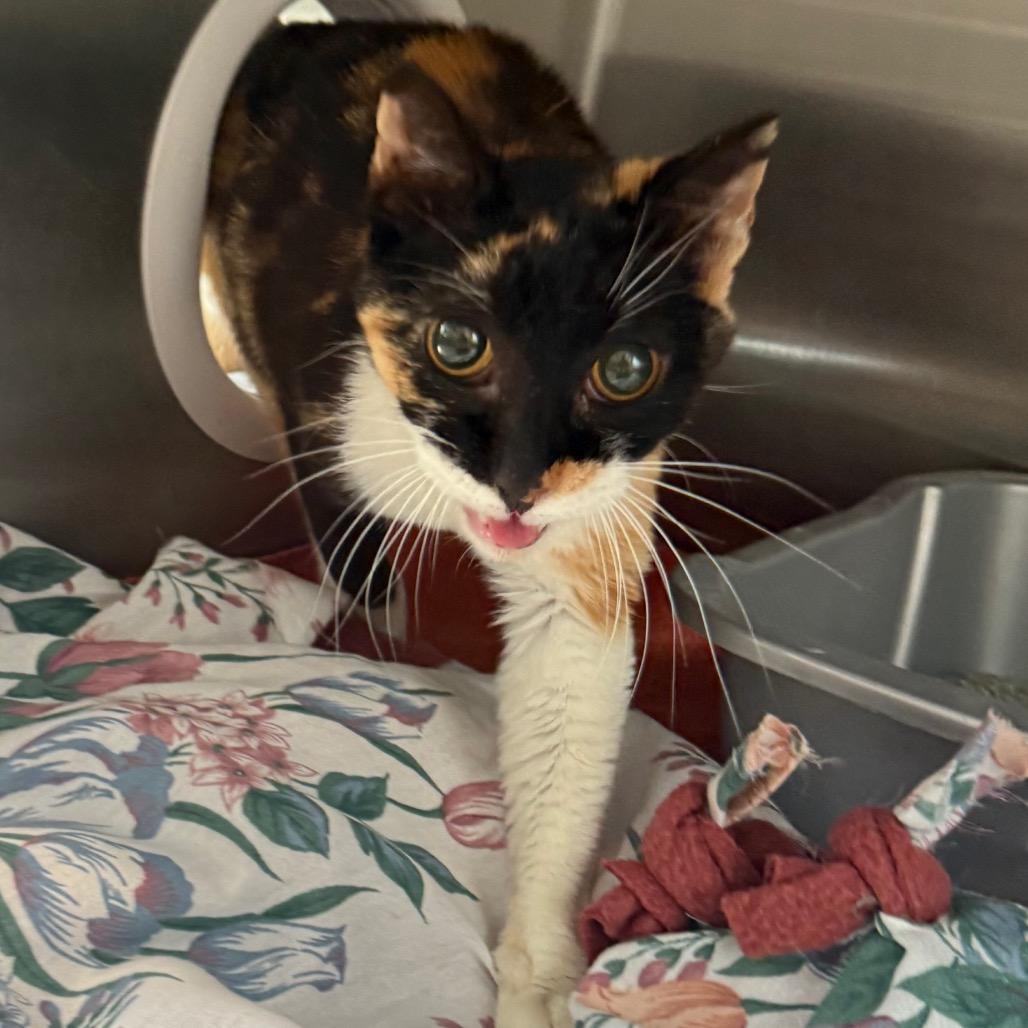 Enlarge Aspen, a Adoptable Domestic Short Hair in Cedaredge, CO image 6/6