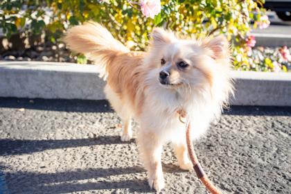 Oakley, Adoptable, Puppy Male Pomeranian & Mixed Breed.